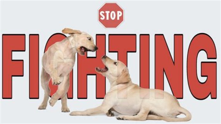 Will a muzzle stop a dog from fighting?