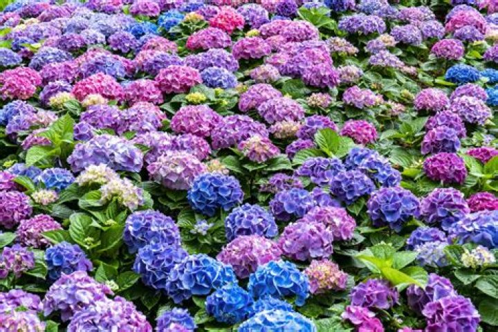 Will a potted hydrangea survive winter?