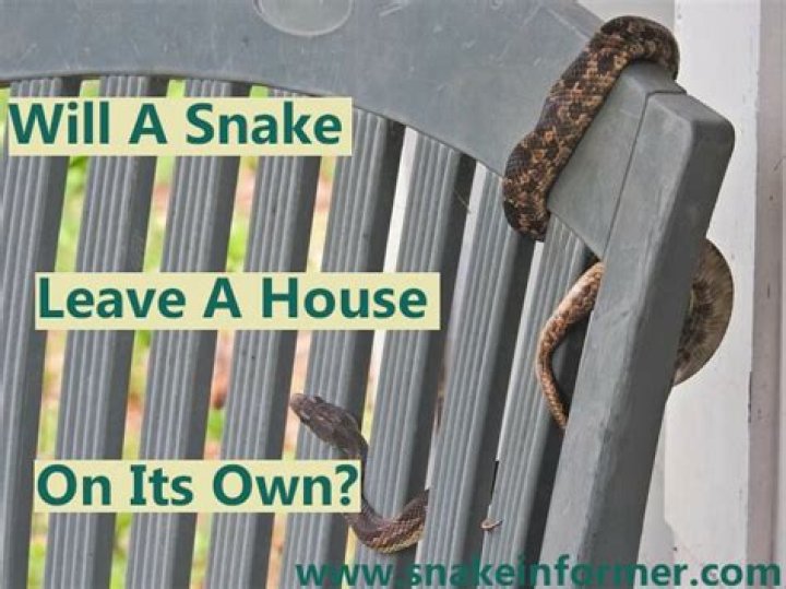 Will a snake leave a house on its own?