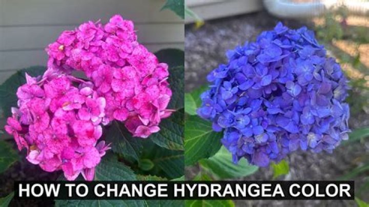 Will banana peels change the color of hydrangeas?