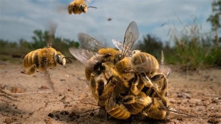 Will bees return to a destroyed nest?