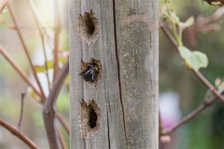 Will bird nest damage my house?