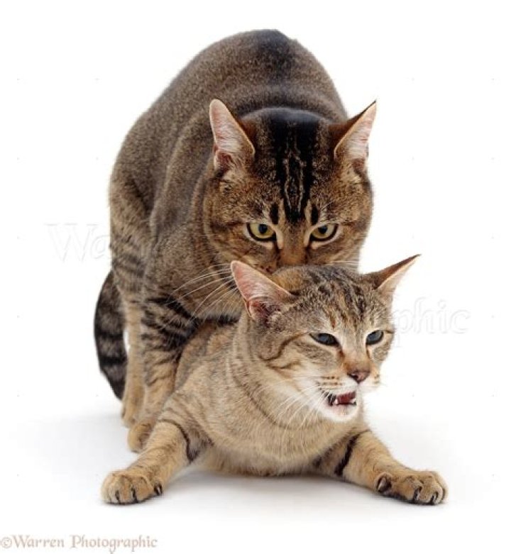 Will cats mate with their offspring?