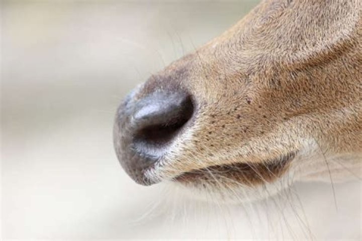 Will deer come back after they smell you?