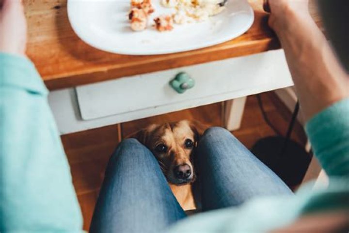 Will dogs starve themselves if they don't like their food?