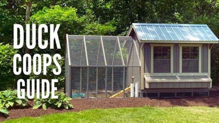 Will ducks go into their coop at night?