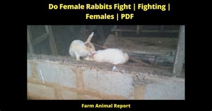 Will female rabbits fight?