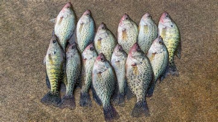 Will hybrid crappie reproduce in a pond?