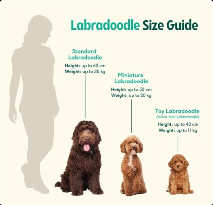 Will I be allergic to a Labradoodle?