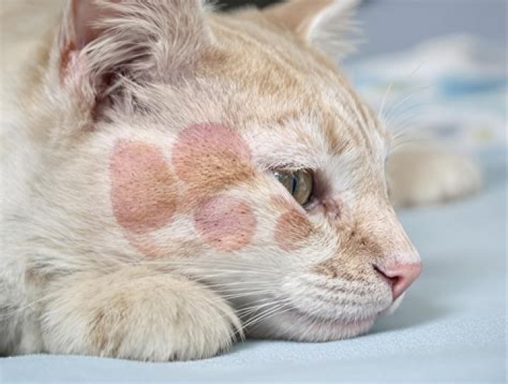 Will I crush my cat in my sleep?
