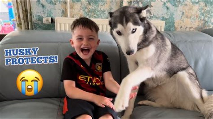 Will my Husky protect me?