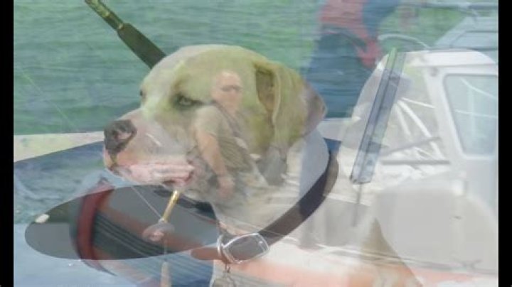 Will pets eat their dead owners?