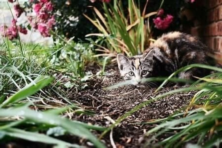Will the smell of vinegar keep cats away?